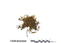 藏品(南方比賴苔)的圖片